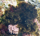 photo de Spypocaulon scoparium 